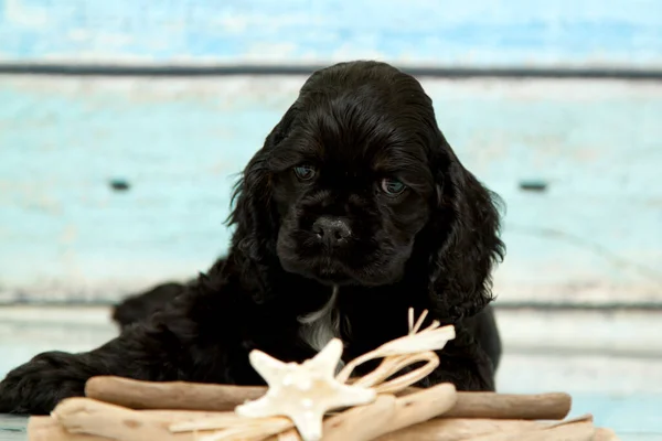 Amerikaanse Cocker Spaniel Puppy — Stockfoto