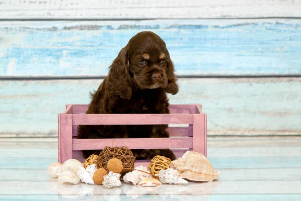 Cocker Spaniel Puppy Basket — Stock Photo, Image