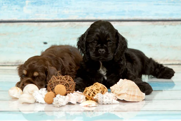 American Cocker Spaniel Puppies — Stock Photo, Image