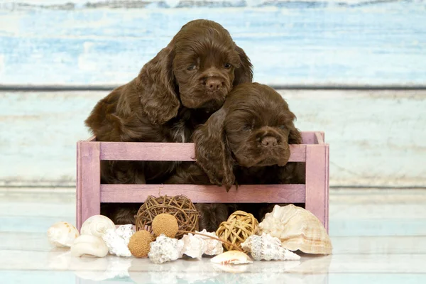Cocker Spaniel Puppies Basket — Stock Photo, Image