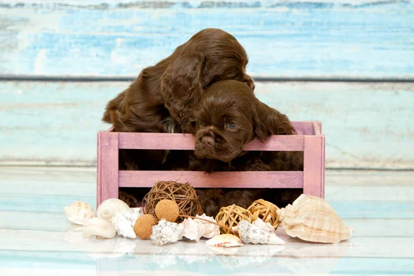 Cocker Spaniel Puppies Basket — Stock Photo, Image