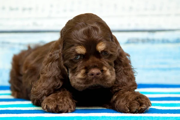 Cocker Spaniel Puppy Towel — Stock Photo, Image