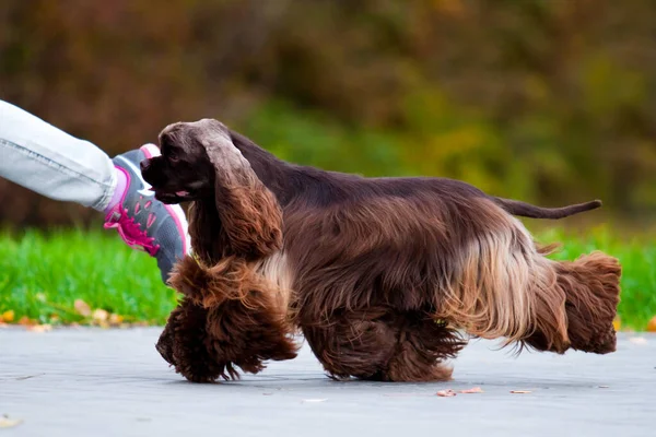 Junger Spaniel Hund Freien — Stockfoto