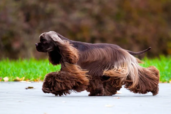 Amerykański Cocker Spaniel Jesiennym Lesie — Zdjęcie stockowe