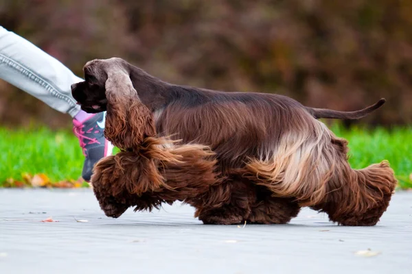 Junger Spaniel Hund Freien — Stockfoto