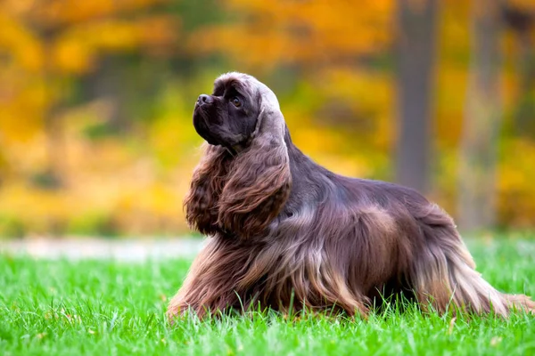 秋天森林里的美国可卡犬 — 图库照片