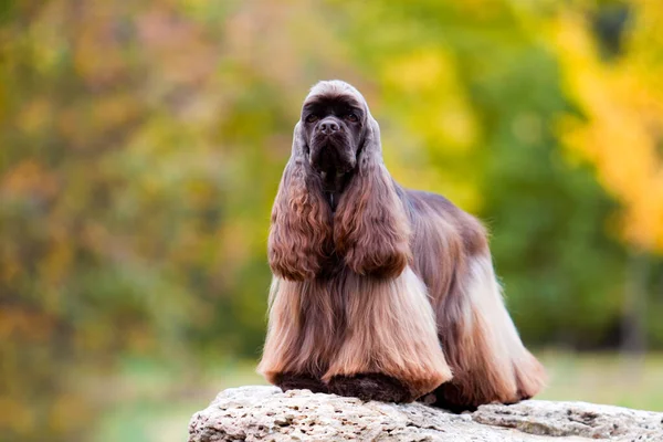 American Cocker Spaniel Φθινόπωρο Δάσος — Φωτογραφία Αρχείου