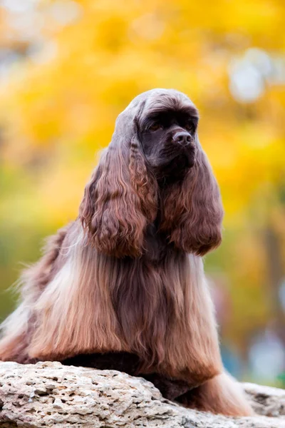 American Cocker Spaniel Φθινόπωρο Δάσος — Φωτογραφία Αρχείου