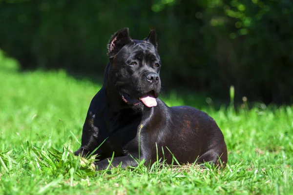 Italienska Cane Corso Hund Utomhus — Stockfoto