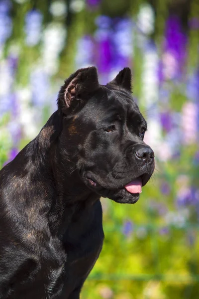 Talyan Cane Corso Köpeği Açık Havada — Stok fotoğraf