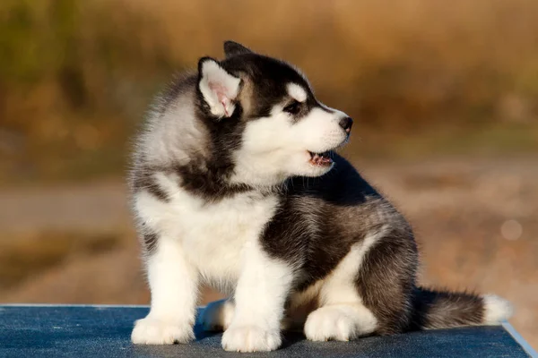 Siberian Husky Puppy Outdoors — Stock Photo, Image