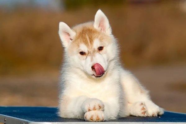 Szibériai Husky Kiskutya Szabadban — Stock Fotó