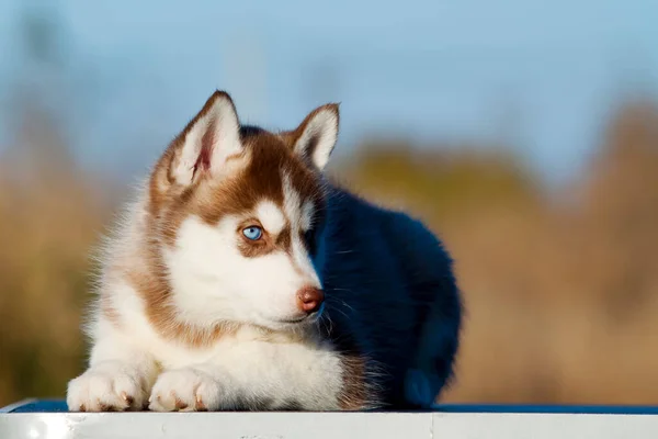 Cachorrinho Husky Siberiano Livre — Fotografia de Stock