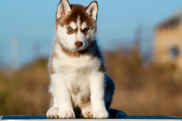 Siberiano Husky Cucciolo All Aperto — Foto Stock