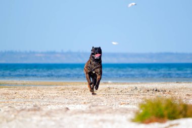 İtalyan Cane Corso köpeği açık havada