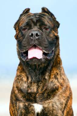 İtalyan Cane Corso köpeği açık havada