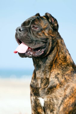 İtalyan Cane Corso köpeği açık havada