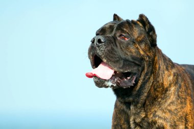 İtalyan Cane Corso köpeği açık havada