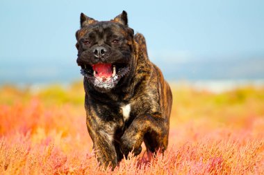 İtalyan Cane Corso köpeği açık havada