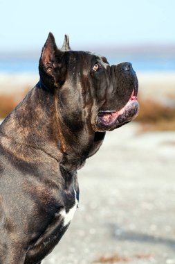 İtalyan Cane Corso köpeği açık havada