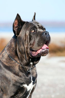 İtalyan Cane Corso köpeği açık havada