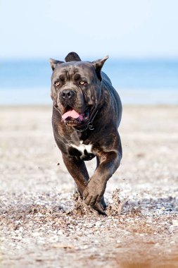 İtalyan Cane Corso köpeği açık havada