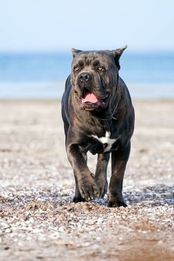 İtalyan Cane Corso köpeği açık havada
