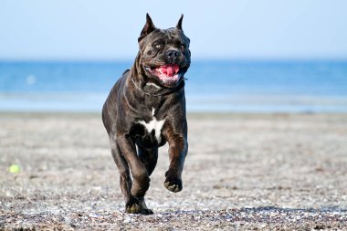 İtalyan Cane Corso köpeği açık havada