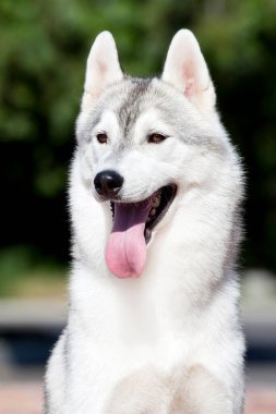 Sibirya Husky köpeği dışarıda.