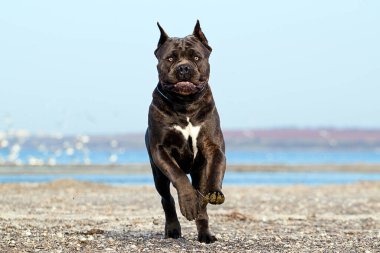 İtalyan Cane Corso köpeği açık havada