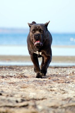 İtalyan Cane Corso köpeği açık havada