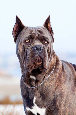 İtalyan Cane Corso köpeği açık havada