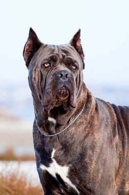 İtalyan Cane Corso köpeği açık havada