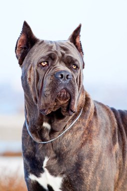 İtalyan Cane Corso köpeği açık havada