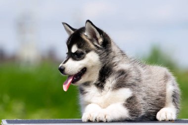 Sibirya Husky köpeği dışarıda.