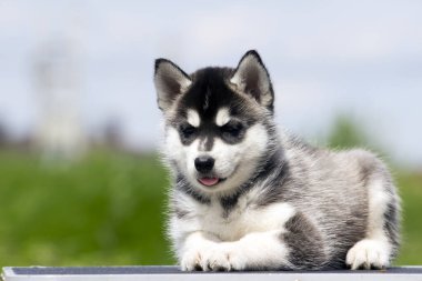 Sibirya Husky köpeği dışarıda.
