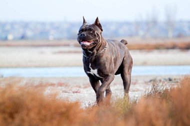 İtalyan Cane Corso köpeği açık havada