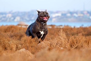 İtalyan Cane Corso köpeği açık havada