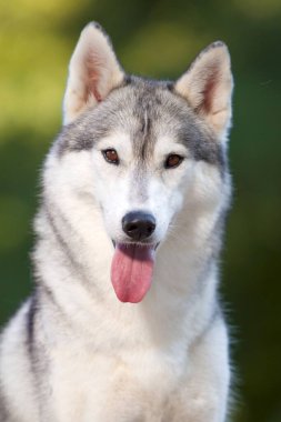 Sibirya Husky köpeği dışarıda.