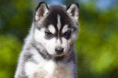 Sibirya Husky köpeği dışarıda. 