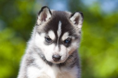 Sibirya Husky köpeği dışarıda. 