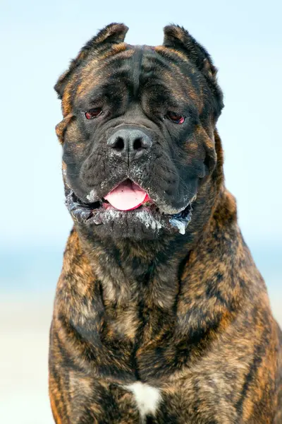 Italiaanse Cane Corso Hond Buitenlucht — Stockfoto