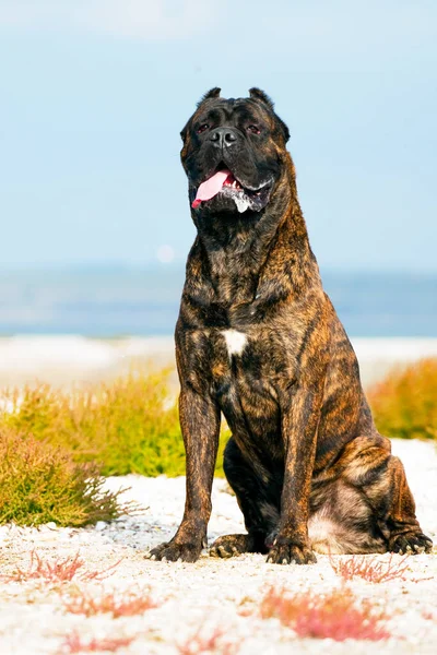 Italiaanse Cane Corso Hond Buitenlucht — Stockfoto