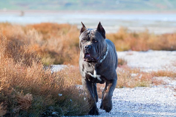 Italiaanse Cane Corso Hond Buitenlucht — Stockfoto