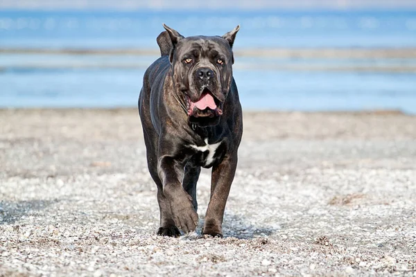 Italienska Cane Corso Hund Utomhus — Stockfoto