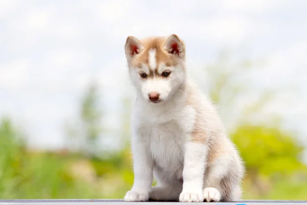 Sibirya Husky Köpeği Dışarıda — Stok fotoğraf