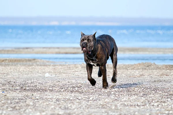 Italienischer Cane Corso Hund Freien — Stockfoto