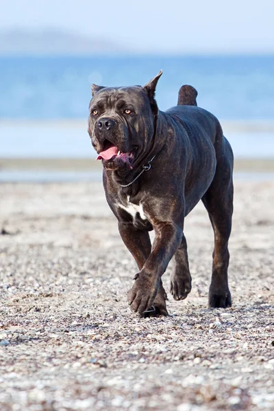 Итальянская Собака Cane Corso Открытом Воздухе — стоковое фото