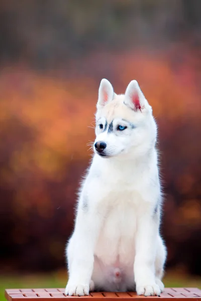 Chiot Husky Sibérie Extérieur — Photo