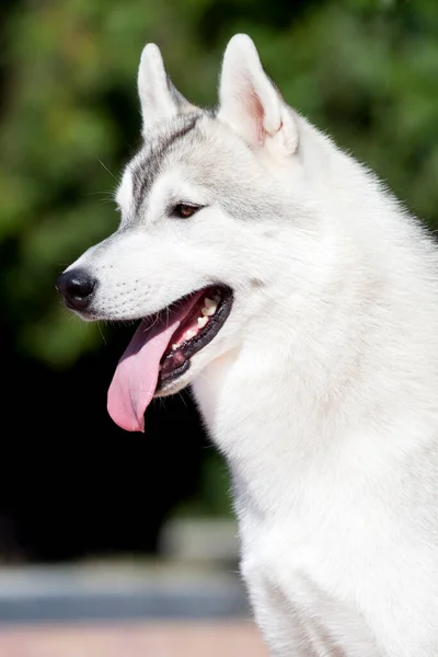 Siberiano Husky Cachorro Aire Libre —  Fotos de Stock